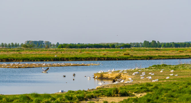 schakerloopolder in tholen city, Nature scenery with many seagulls, popular reserve in Zeeland, The Netherlands