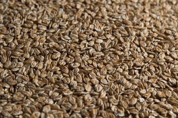 Chit barley flackes malt background. Сereals for the production of alcoholic beverages and animal feed. Flat lay