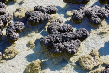 View of microbial mats stromatolites at the Hamelin Pool in Shark Bay, World Heritage area, Western Australia