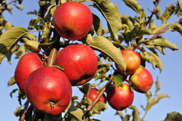 close-up of red organic apples on apple tree branch in sunny day