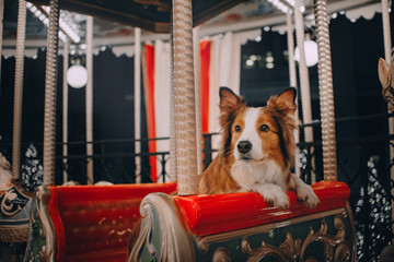 Border collie dog sitting in the carousel