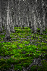 Muschio verde nel sottobosco in autunno