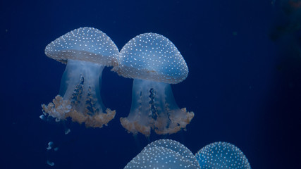 blue jellyfish