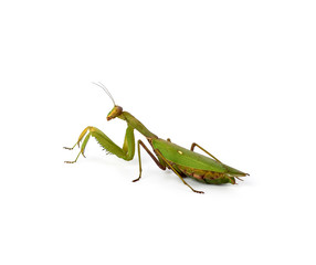 large green mantis with long antennas stands sideways