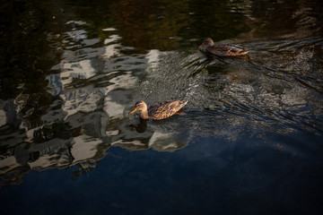 Ducks on the water on a sunny day.