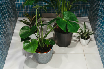 Care and watering a variety of indoor tropical plants standing on the white floor in a modern blue bathroom.