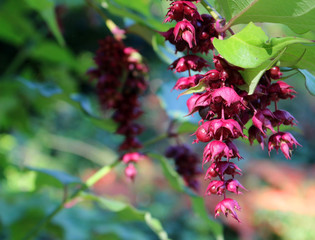 Himalayan honeysuckle, Leycesteria formosa or Pheasant Berry