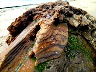  A tree thrown ashore by the sea, all in seaweed, close-up. Great work of water and wind.