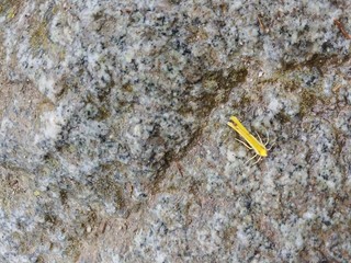 Butterfly on the rock