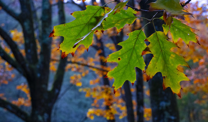 Fall of leaves in autumn, Navarra