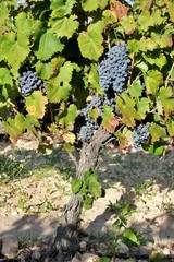Grape cluster of the monastrell variety. Red wine production