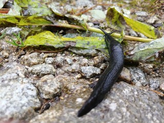 Slug in the nature
