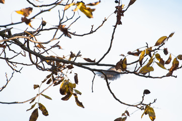 A pigeon caught on the move landing on a tree.