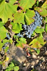 Grape cluster of the monastrell variety. Red wine production