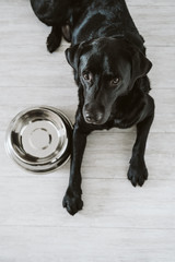 Beautiful black labrador waiting to eat his meal. Home, indoor