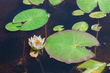 Lotus on the water. Water lily flower in swampy water.