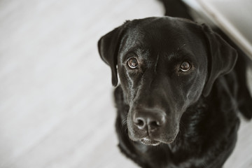 Beautiful black labrador waiting to eat his meal. Home, indoor