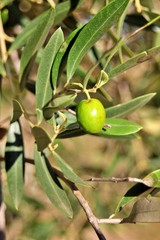 Olive close-up of the Arbequina variety ready for harvest