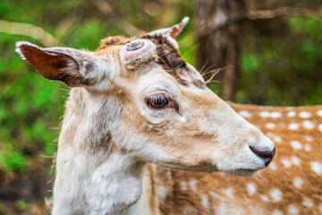 Deer in the wild. Spotted Doe.