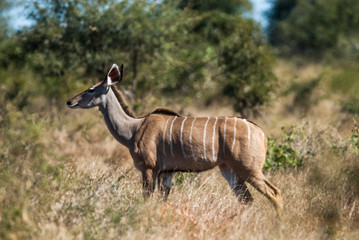 Greater kudu, Kruger National Park, South Africa
