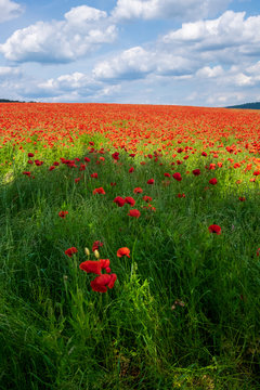 A field of poppies set in the beautiful Derbyshire countryside, Baslow, Derbyshire