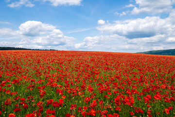 Red poppies set in the Derbyshire countryside, Baslow, Derbyshire
