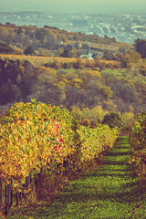 Fototapeta premium Vineyard in autumn colors, Vienna in the distance