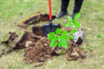 The gardener plants a seedling in the ground with a shovel.