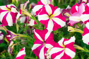 Photo of Petunia flowers growing on the street.