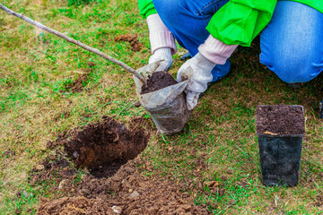 The gardener plants a seedling in the ground with a shovel.