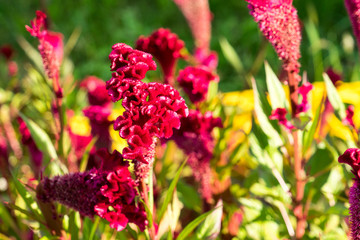 A photo of a flower celosia comb. Largly.