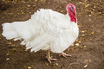 Turkey on the farm. White turkey is walking.
