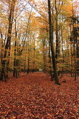 Wanderung im herbstlichen Wald