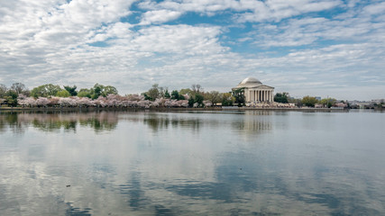 Fototapeta na wymiar Jefferson Memorial Blossoms