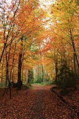 Naklejka premium Wanderung im herbstlichen Wald