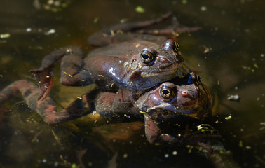 Two frogs in their natural environment during reproduction period