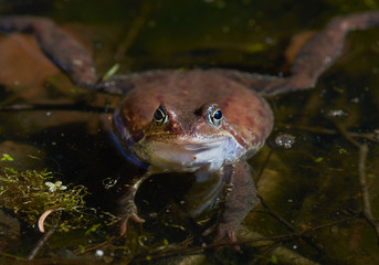 Frog in its natural environment, closeup