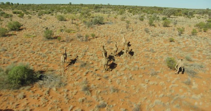 Aerial camels running in desert Interior Outback Australia