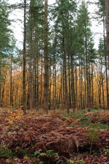 Wanderung im herbstlichen Wald