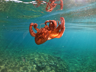 Underwater split photo of octopus swimming in tropical exotic rocky seascape with emerald clear sea