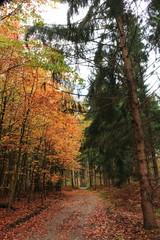 Wanderung im herbstlichen Wald