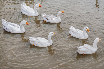 Geese swim in the water. Farm animals.