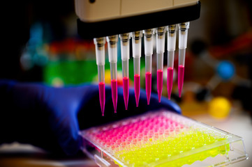 Scientist holding Multi channel pipette withdrawing pink color solution from 96 well plate for...