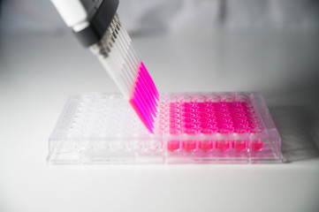 Scientist holding Multi channel pipette withdrawing pink color solution from 96 well plate for medical research with white background