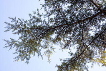 green leaves and tree branches