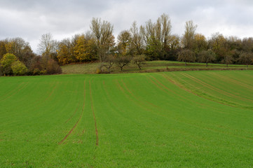 Fototapeta na wymiar view over green field to trees on hill