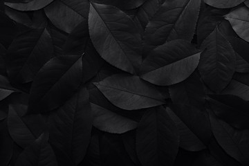 Black background. Background from autumn fallen leaves closeup. Black and white photo. - obrazy, fototapety, plakaty