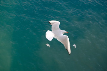 Gabbiano in volo visto dall'alto