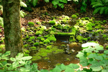 travel in Japan