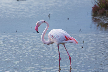 Great pink flamingo side portrait on a blue lake water background